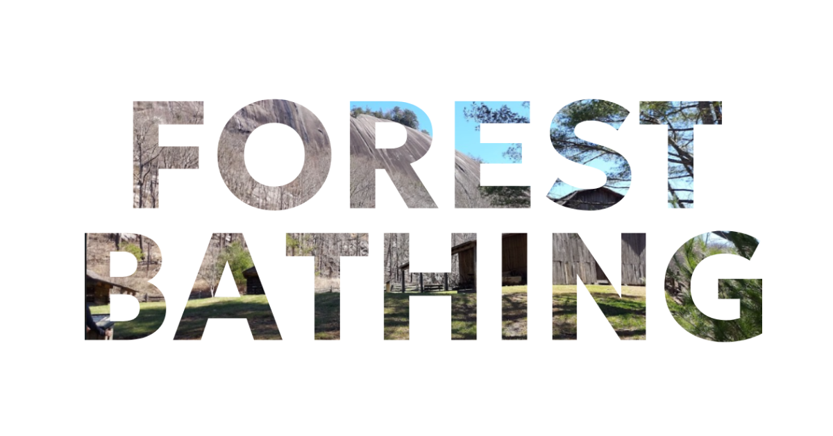 How to Plan an Impactful Forest Bathing Session Your Whole Family Will Love